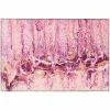 Copeland Flamingo 1 ft. 8 in. x 2 ft. 6 in. Abstract Accent Rug by Addison Rugs -TrafficMaster Sales 2024 flamingo addison rugs area rugs hdkc16fl20x30 64 1000